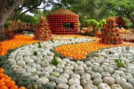 the best pumpkin patches in north texas