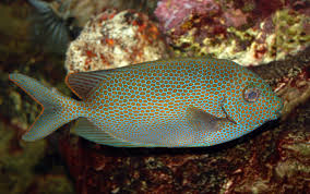 Saltwater Fish Wikipedia