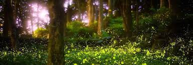 the great smoky mountains firefly