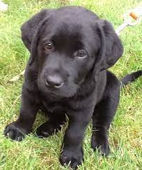 See more ideas about lab puppies, puppies, black lab puppies. This Beautiful Black Lab Puppy Is Now A Guide Dog For A Blind Person The Puppy Was Raised And Trained By Leader Dogs For Puppies Lab Puppies Black Lab Puppies