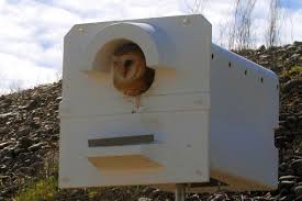 Owl Nest Box Resources The Owl Pages
