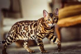 The bengal cat is a hybridization of domestic cats and asian leopard cats. Bengal Cat Breed Size Appearance Personality