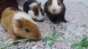 can guinea pigs eat clover clever