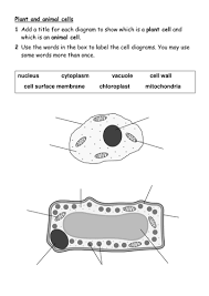 Um, im in seventh grade and i know that animal cells have vacuoles. 7ad Plant And Animal Cells Worksheet Teaching Resources