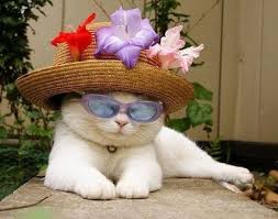 Image result for funny cats in flowers