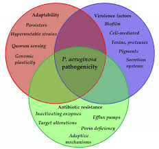 p aeruginosa pathogenicity