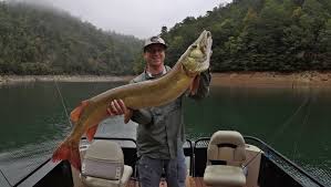 Tips and trick to make your knots, rig mounting, feeder rigs etc. 52 Inch Muskie Caught On Fontana Lake Plastic Bags Recycled At Ingles