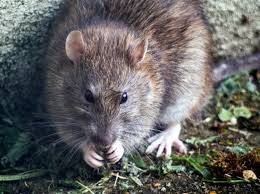 how to get rid of rats homes gardens