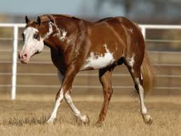 american paint horses zippos sensation
