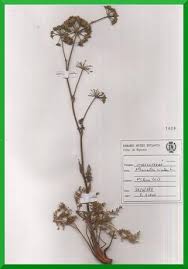 Athamanta sicula - RNO Monte Cammarata - Flora