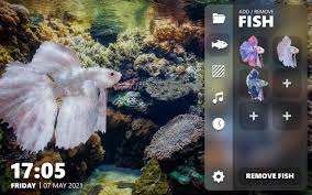 betta fish virtual aquarium on the