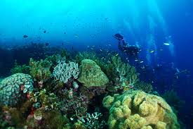 scuba diving in cebu the 7 best dive