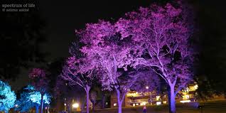 wallpaper pink blue trees light