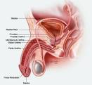 membranous urethra
