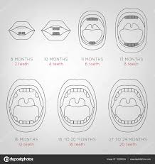 Baby First Teeth Chart Stock Vector Annyart 132059234