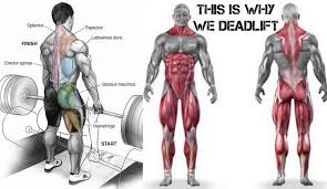 How To Correctly Deadlift Powerlifting Training Gym