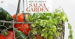 how to grow a salsa garden the