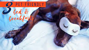 top 3 pet friendly bed and breakfasts