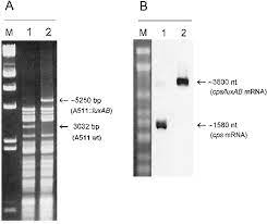 drai digested phage dna fragments