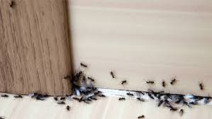 how to get rid of black garden ants