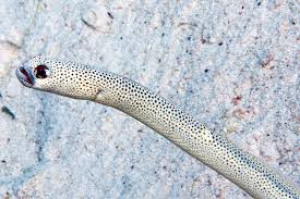 heteroconger guttatus a new garden eel