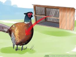 How To Breed And Incubate Pheasants With Pictures Wikihow