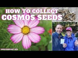 How To Collect Cosmos Seeds Sgd 212