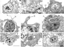 Lowongan kerja pt procter & gamble (p&g). Insights Into The Origin Of Metazoan Multicellularity From Predatory Unicellular Relatives Of Animals Biorxiv