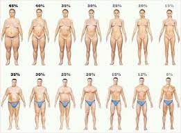 body fat percene