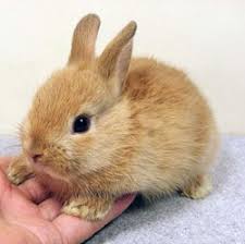 Buying A Rabbit What You Should Know