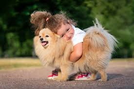 are pomeranians good with kids what