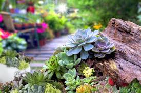 Succulent Garden Ideas For Small Spaces