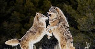 How images of beauty are used against women is a nonfiction book by naomi wolf, originally published in 1990 by chatto & windus in the uk and william morrow & co (1991) in the united states. Trump Officials End Gray Wolf Protections Across Most Of U S