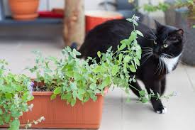 Keep Cats Out Of Your Yard Garden