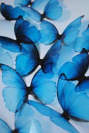 Looking for the best wallpapers? New Set Blue Rainbow Butterflies 3d Ombre Blue Butterfly 3d Light Blue Butterfly Wall Art Butterfly Dark Blue Butterfly Wall Decor Blue Butterfly Wallpaper Blue Aesthetic Pastel Blue Wallpaper Iphone