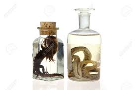 Wet Specimens Of Snake And Lizard In Old-fasion Jars, Isolated On White.  Stock Photo, Picture And Royalty Free Image. Image 5745217.