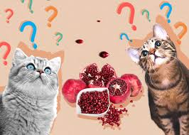 can cats eat pomegranate vet reviewed