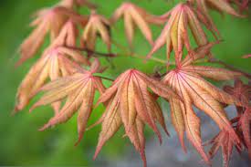 As with all the ghosts, the operative word is reticulation. Acer Palmatum Amber Ghost Japanese Maple Tree Kigi Nursery