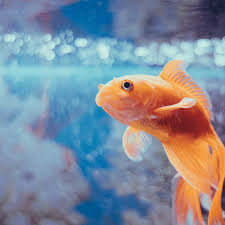 50 creative goldfish names from blaze