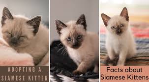 **i understand the purebreeds issue here, and that they are bred specifically for personality and such. Snowshoe Siamese Cats Personality Health Coat Color Siamese Kittens Siamese Cats Cat Breeds