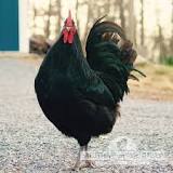 Image result for black giant chickens