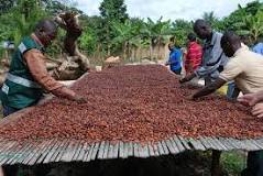 Image result for Who is an Cocoa Farmer In Ghana