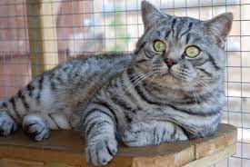 They are very people friendly and affectionate. British Shorthair Breeders Of Silver Tabby We Have Colourpointed Kittens For Sale Ready To Go To New Homes Now British Blue Cat Silver Tabby Cat Cat Breeder