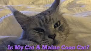 cat is a maine cat