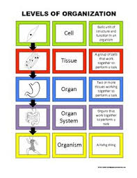 Lets Build Levels Of Organization Anchor Chart Science