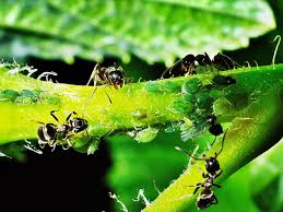 how do ants farm aphids ants help