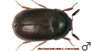 black carpet beetle life and feeding