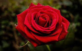Beautiful red rose flower on white background. Free Photo Red Flower Beautiful Gardening Spring Free Download Jooinn