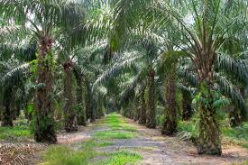 Pengelolaan kelapa sawit Indonesia perkebunan rakyat dan mitra di kabupaten Way Kanan, Kec. Rebang Tangkas provinsi lampung