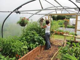 Companion Planting Guide First Tunnels